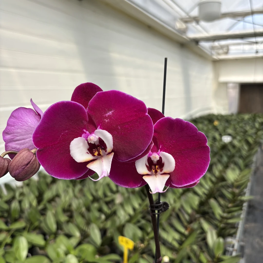 【秀新甄选】蝴蝶兰【米歇尔叶损出梗苗】3.5寸无花 叶片瑕疵介意勿拍