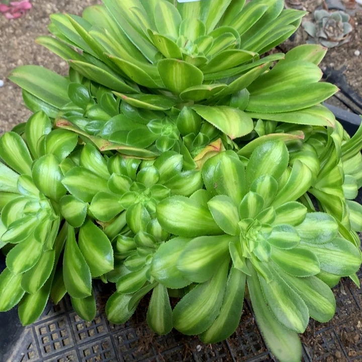 363多肉植物一物一拍