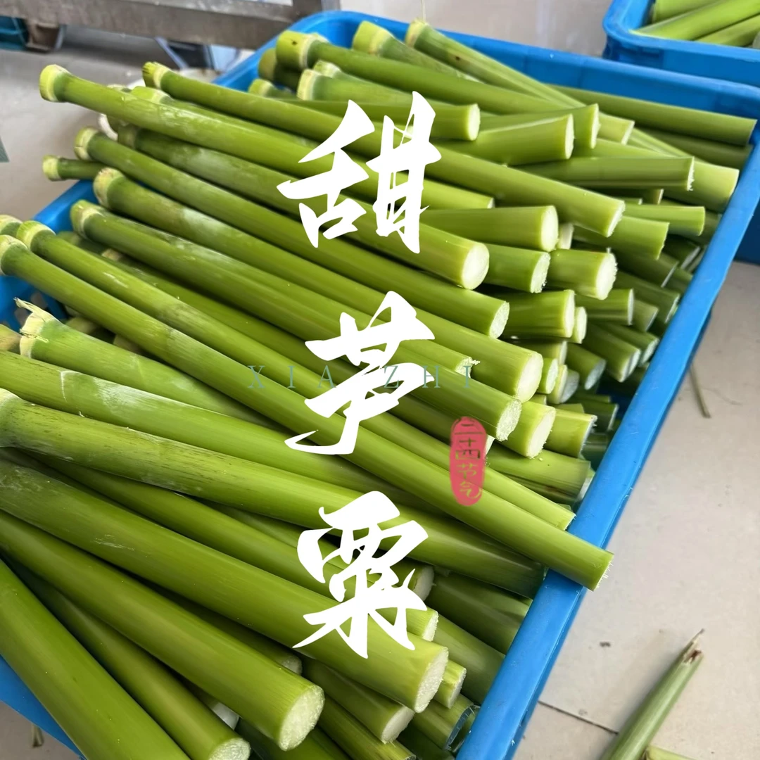 崇明甜芦粟 甜杆 芦穄   江浙沪皖顺丰包邮 中间段