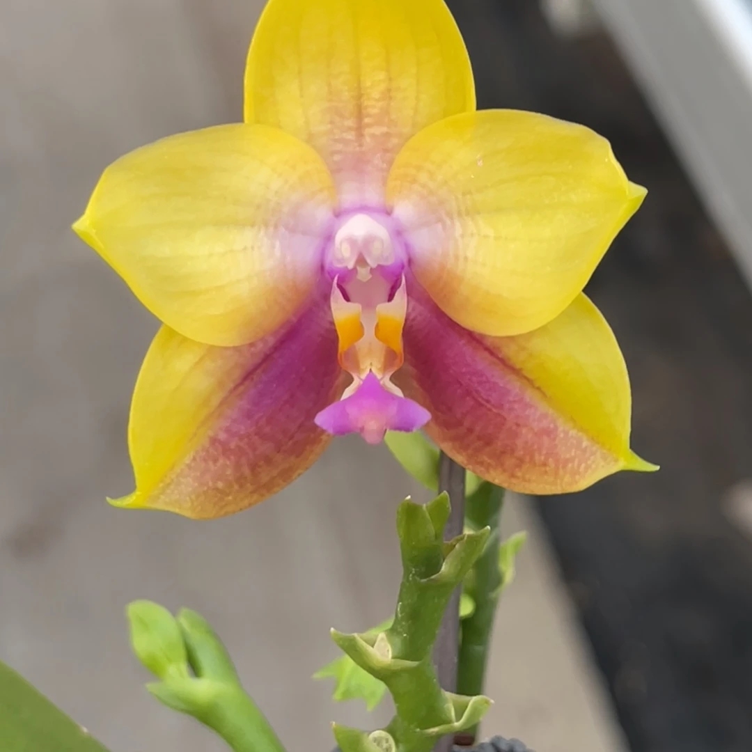 完全开放弥陀229-浓香-885