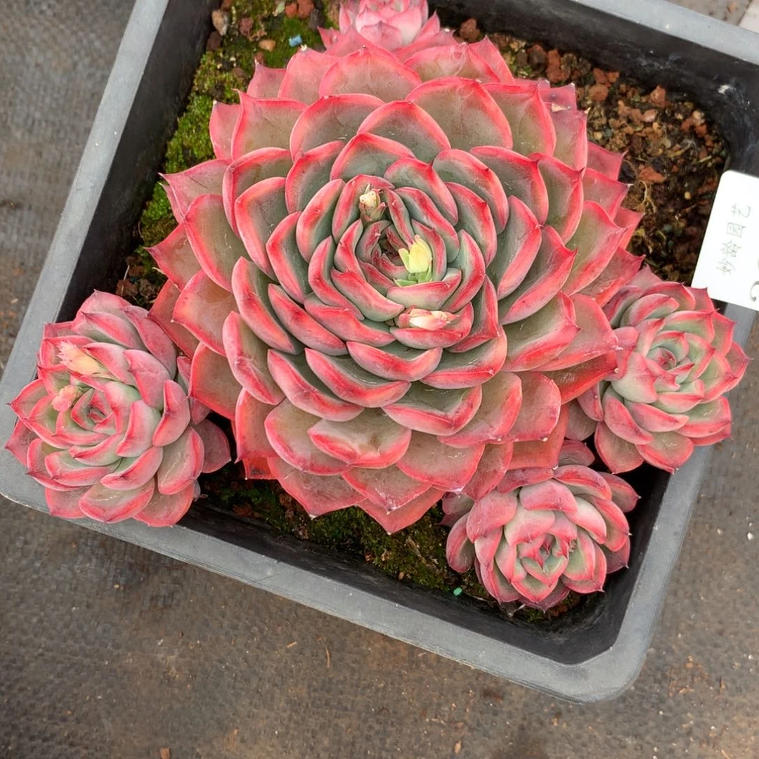 2077杂交精品基地16厘米