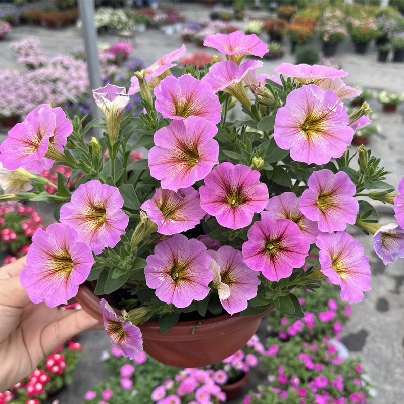 超级舞春花矮牵牛带花苞四季开花可垂吊适合阳台庭院盆栽植物