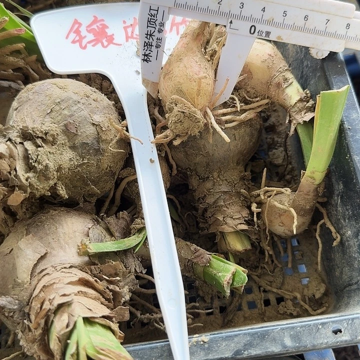 镶边石竹朱顶红一棵2.5