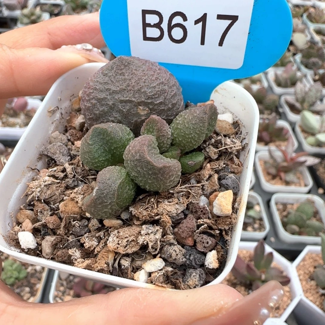 617。