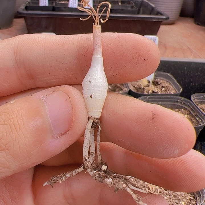 lata宽叶香果石蒜5