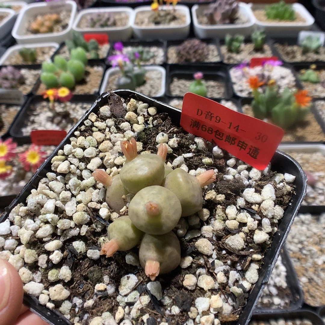 9-14-30      烧麦
