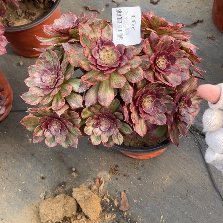 201红丝绒会断枝法师断枝不售后