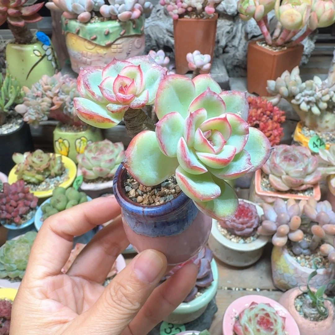 晨露 多肉含盆土 一物一拍