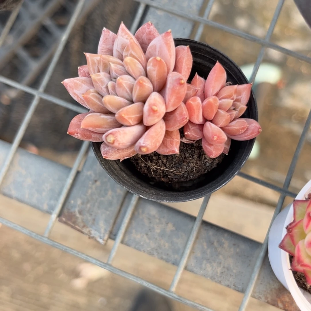 橙*。多肉植物的生长发育与