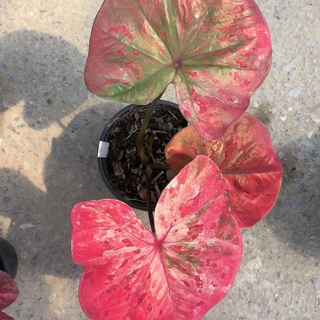 K*s566-0118Rose彩叶芋泰国发货