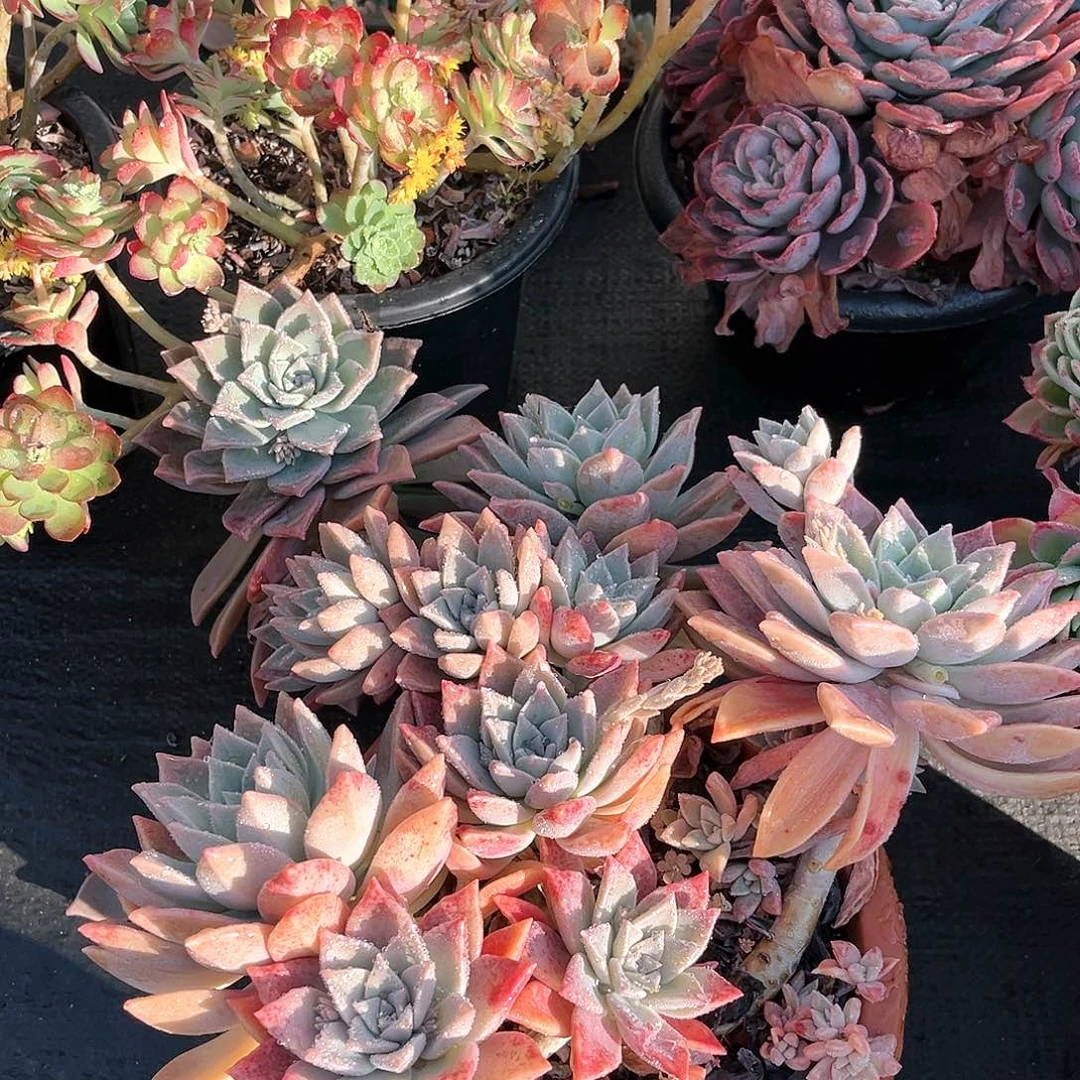 小群红糊11031小