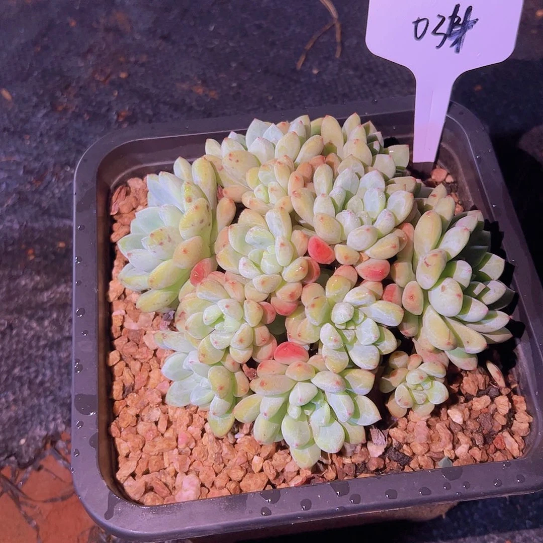 就****星034不知名。。。。。。