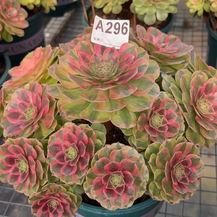296雨荷25厘米左右
