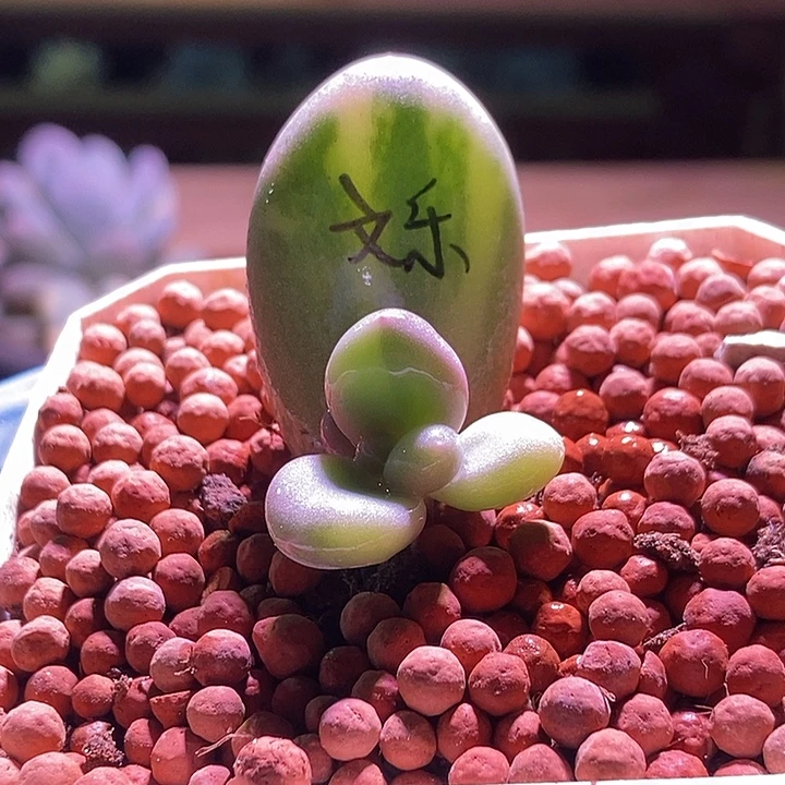 文乐奶酪锦多肉植物