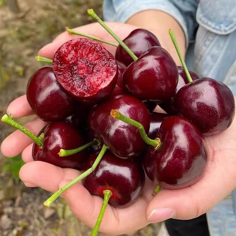 樱桃3斤山东美早樱桃新鲜樱桃水果国产车厘子【京东/顺丰包邮】
