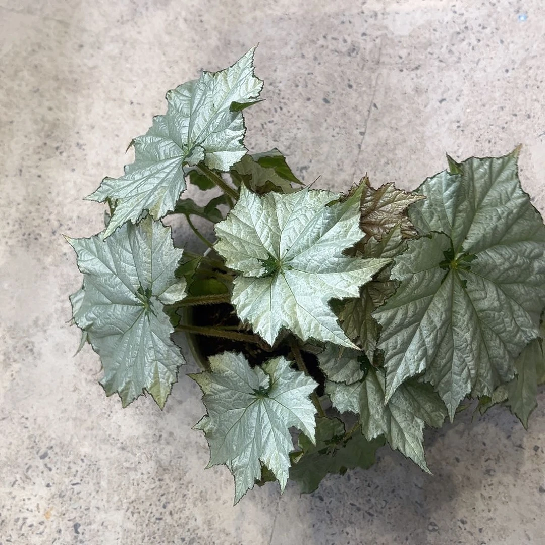 完全开放假日雪花