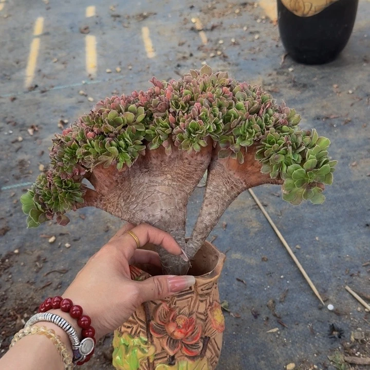 特特特特特特特388