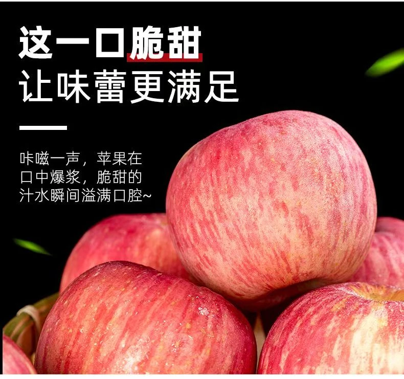 现摘现发新鲜水果壶口红富士苹果2025年新果脆甜多汁包邮到家