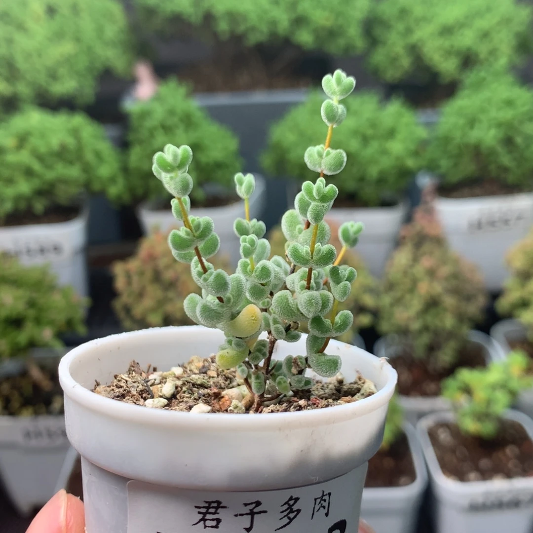 593实生莱斯。