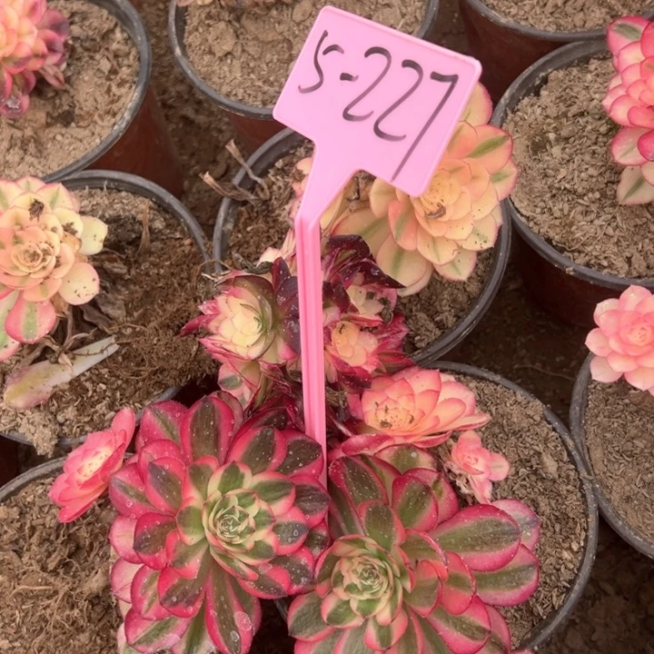 5-227荔枝多肉植物