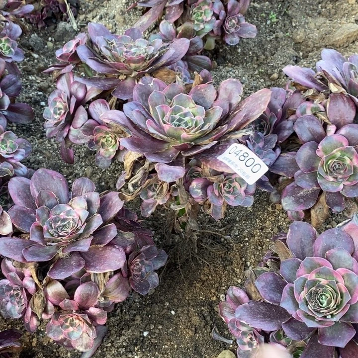 04800魅金玫瑰金多肉植物