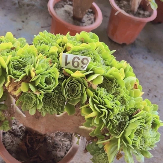 特***产多肉植物一个绿玫瑰