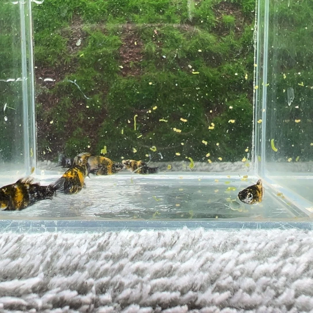 黑玛丽鱼鱼苗5条。