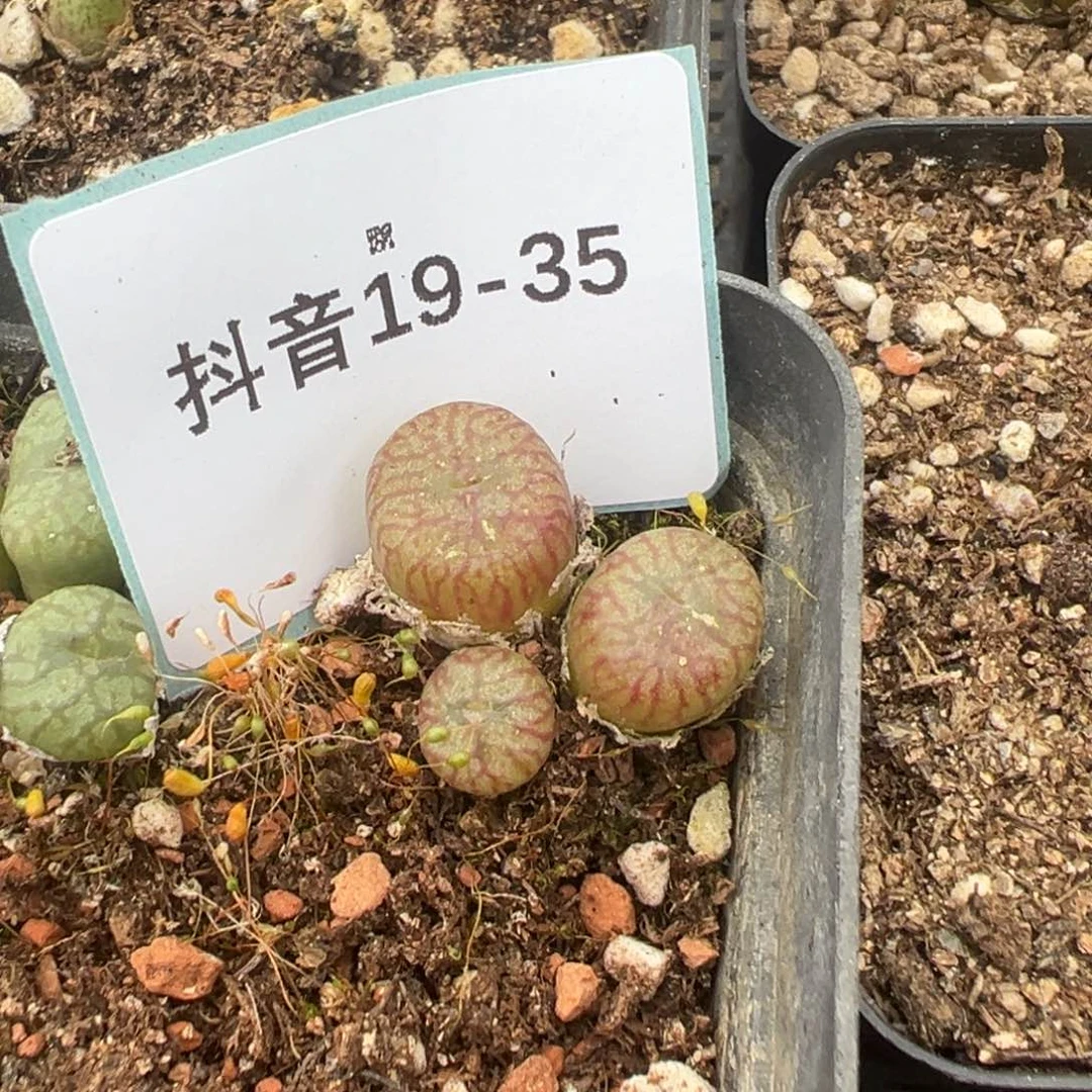 19-35送奶工杂多肉植物