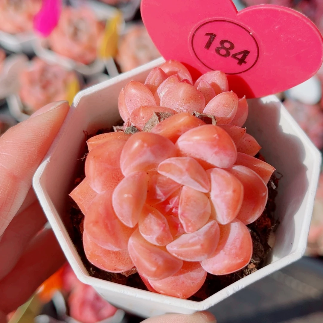 184号小老桩糖心双头