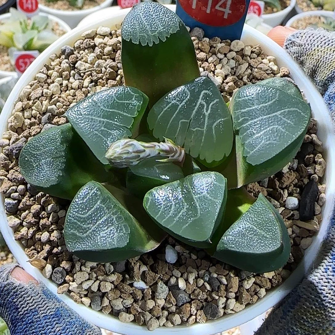 114号实生丸叶克 优选孤品 9厘米盆带盆发