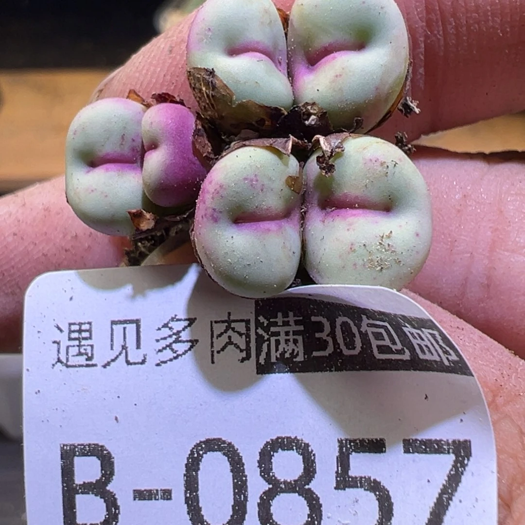 多肉植物11111111111