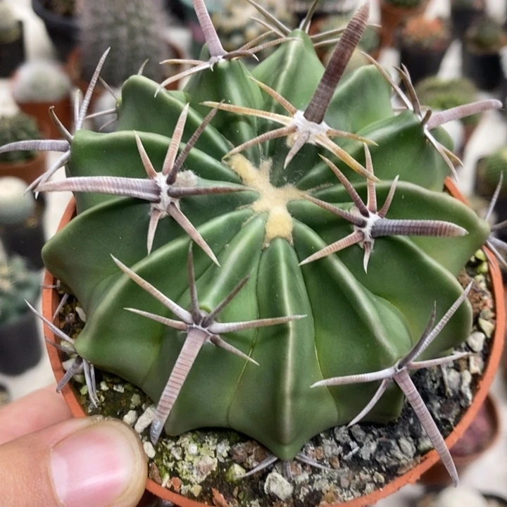 实生剑刺凌波特价