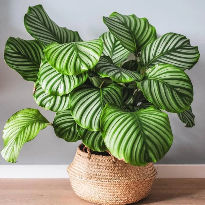超大苹果竹芋花卉绿植盆栽室内办公室客厅吸烟净化空气四季常青