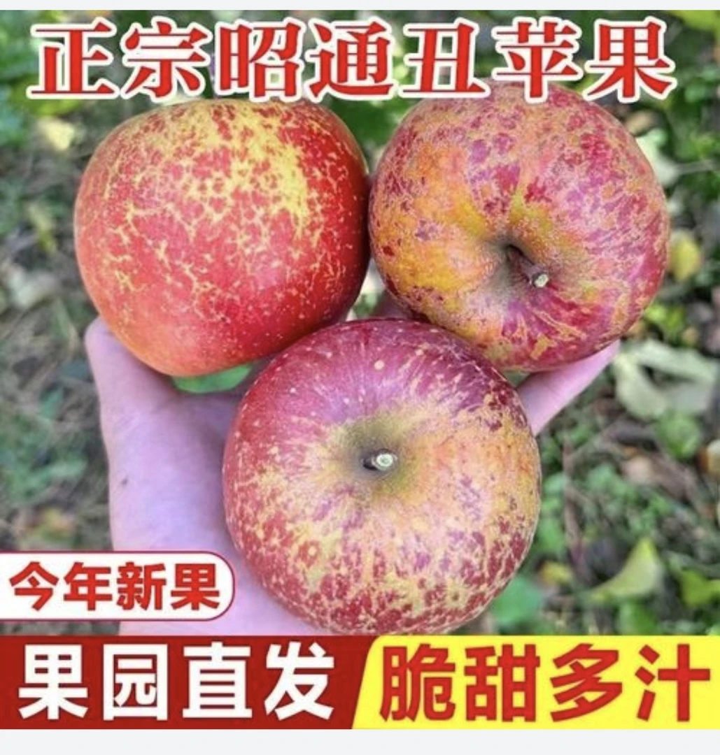 云南昭通丑苹果产地直发