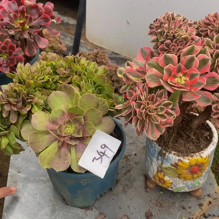 完全开放349号粉女巫➕柠檬1颗多肉