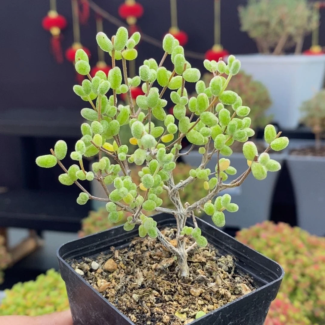 294号糖球白虎斑锦枝干