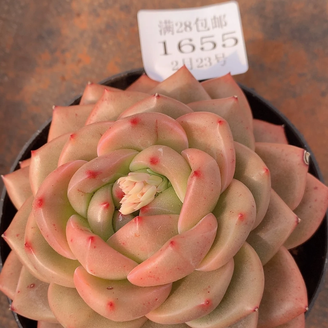 【闪购商品】云1655