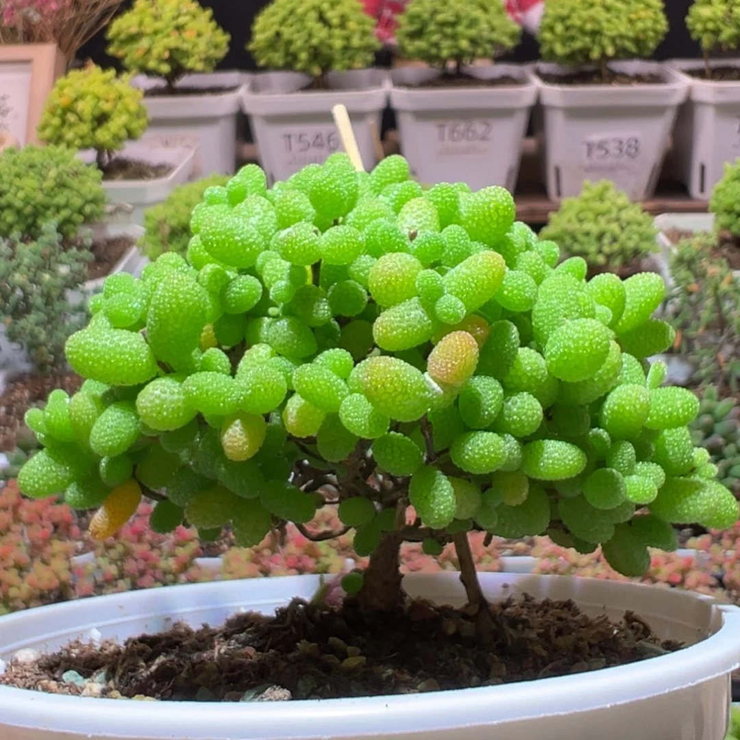 J582金桔带盆土发货一物一拍