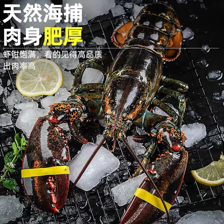 【礼盒】顺丰速运活冻波士顿龙虾满肉大龙虾新鲜冷冻加拿大龙虾