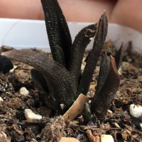 疣叶风车双头带盆发货哈哈哈哈哈