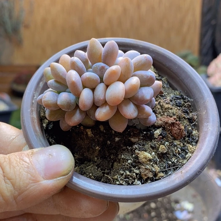 ****法233号粉兔多肉植物