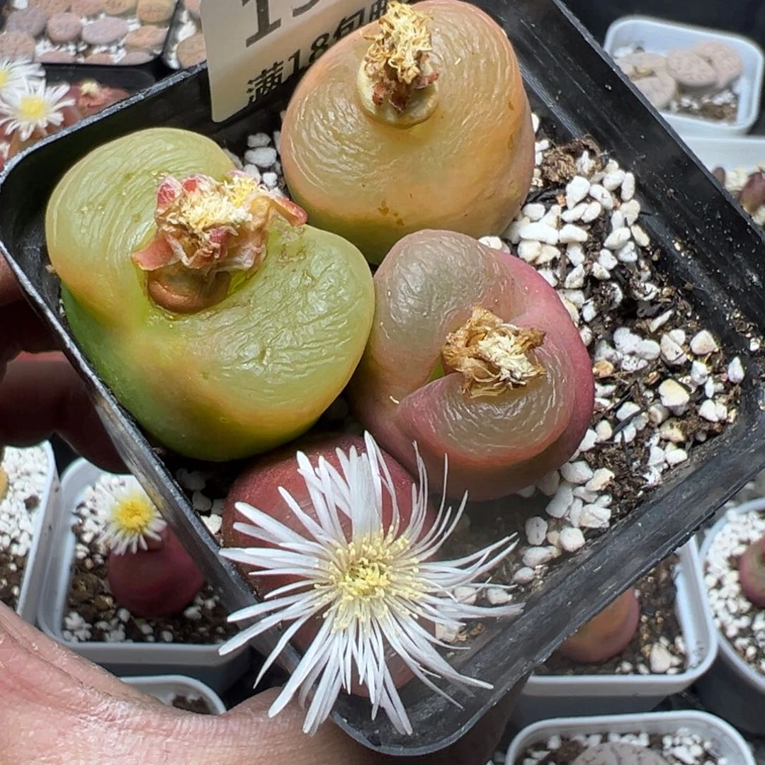 【闪购商品】 136。