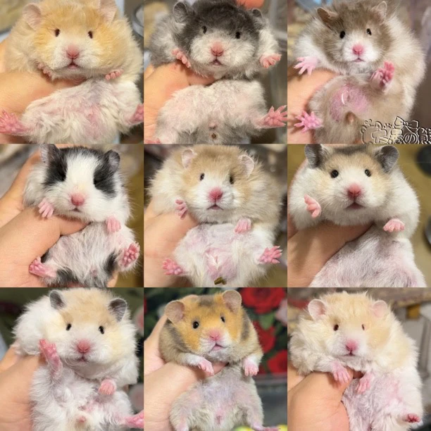 家养金丝熊长毛短毛波利眼线肉桂宠物藤盒发货包邮