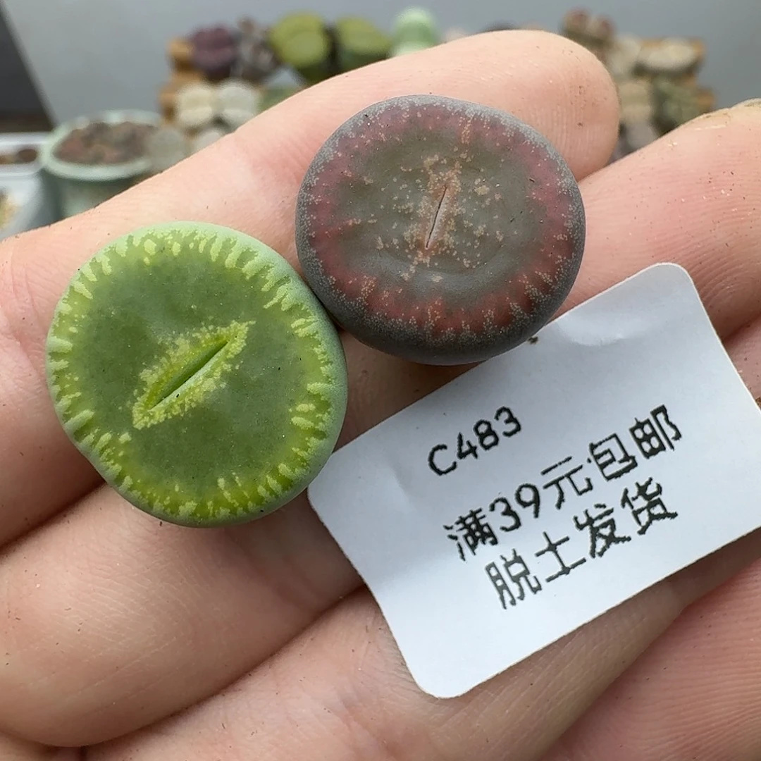你***～483多肉哈哈哈哈哈哈