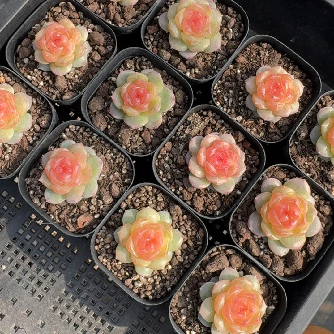 1122-73-追月单头量拍
