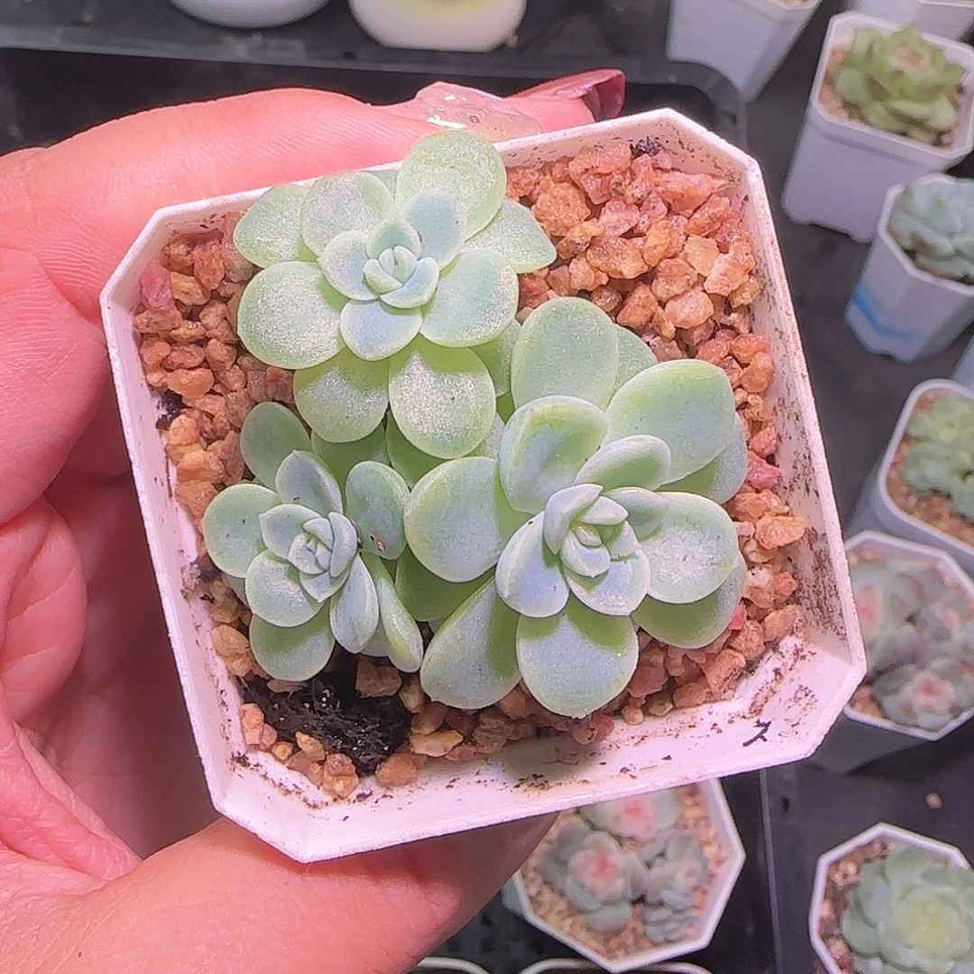 任姐姐白冰开播福利