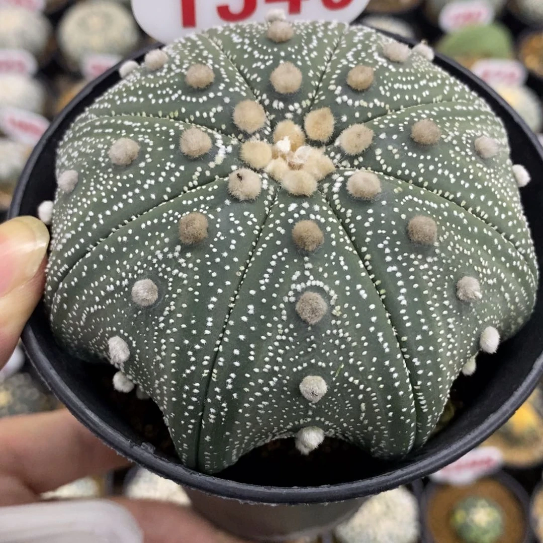 1340海星成田细雪超兜