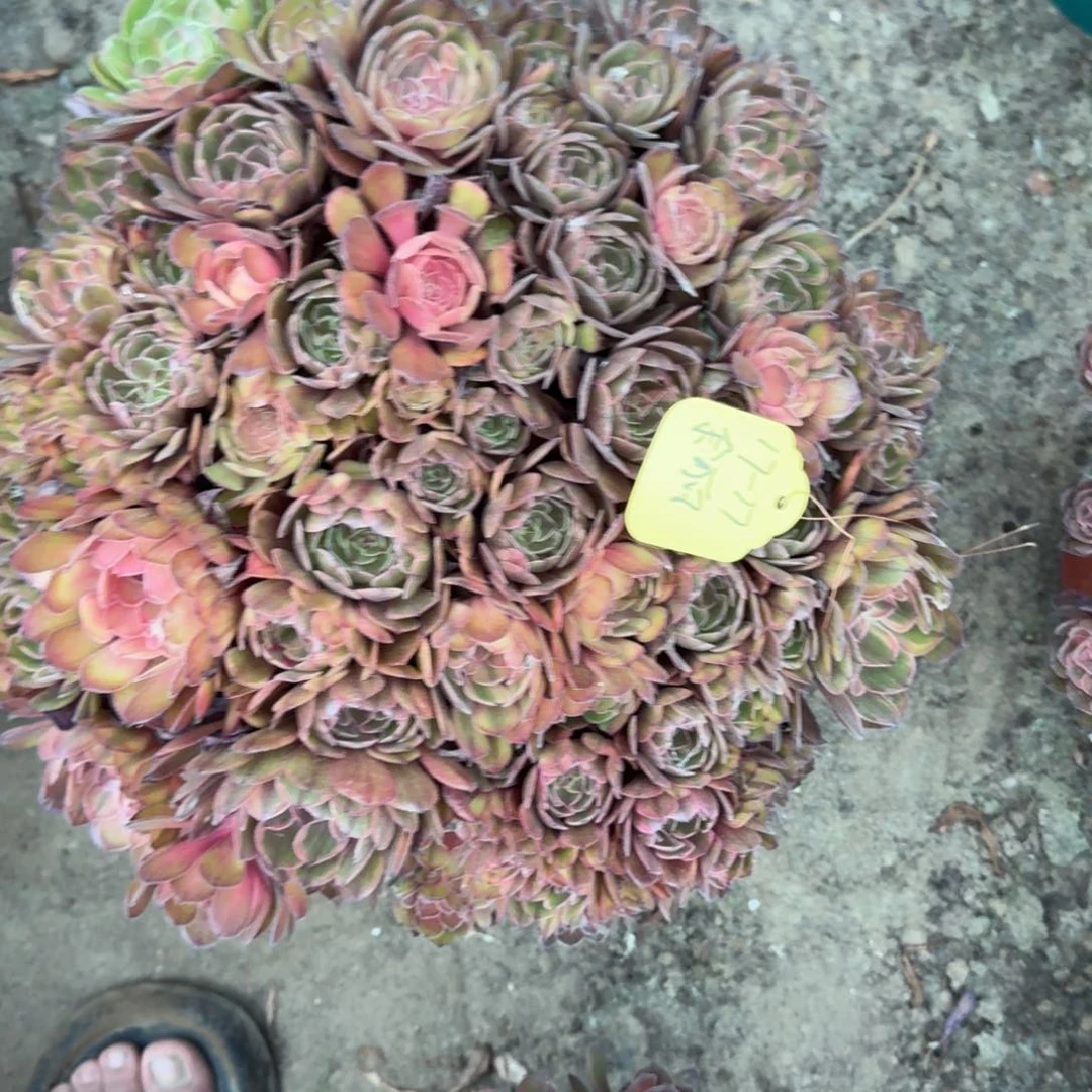 余***丽法师万七彩寄养17-17