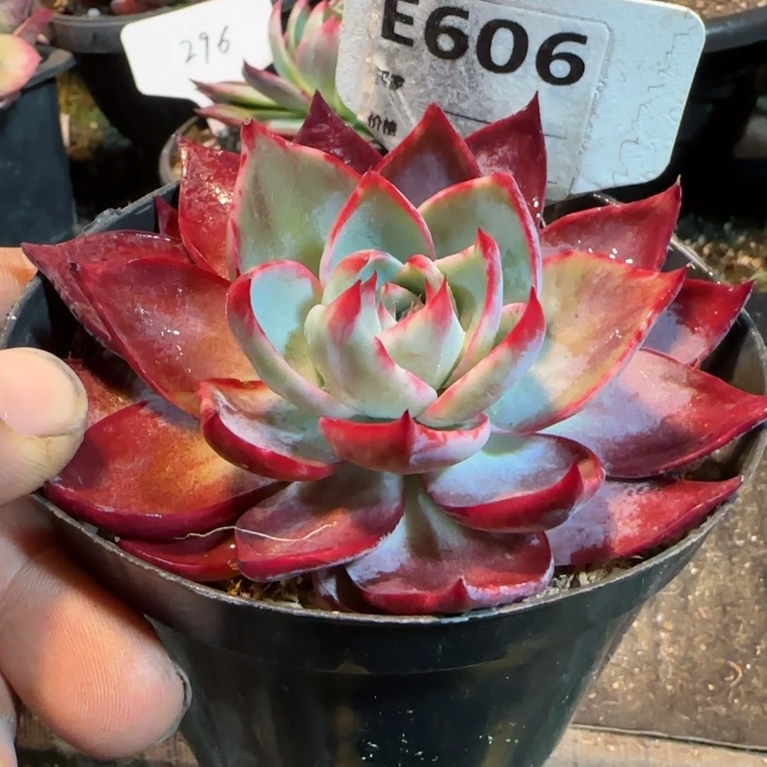 紫红惊鸿一物一拍包装收缩花旱606