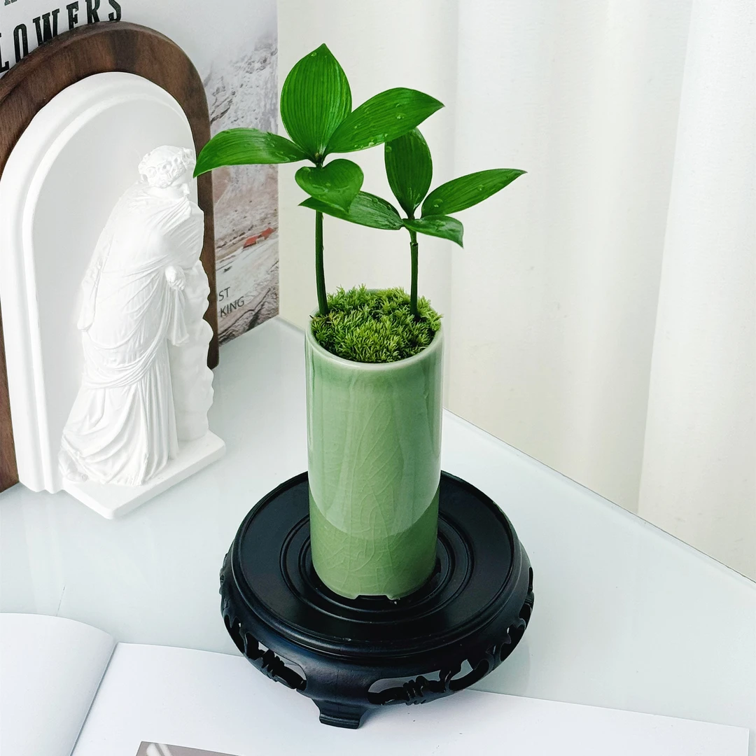 【幸运四叶草】竹柏小盆栽四季常青办公室桌面室内办公室绿植办公桌